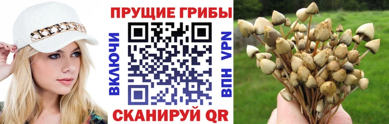 Купить  Сретенск  Галлюциногенные грибы Cubensis 